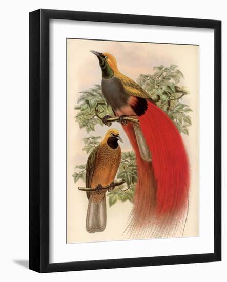 Scarlet Bird of Paradise-Alastair Reynolds-Framed Art Print