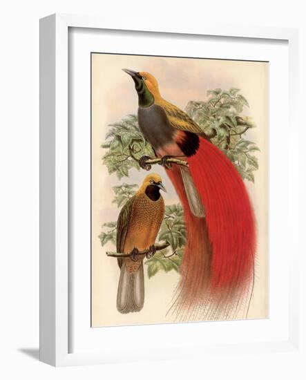 Scarlet Bird of Paradise-Alastair Reynolds-Framed Art Print