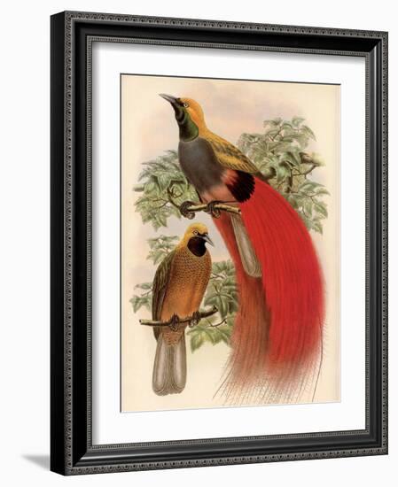 Scarlet Bird of Paradise-Alastair Reynolds-Framed Art Print