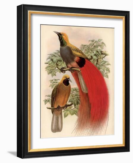 Scarlet Bird of Paradise-Alastair Reynolds-Framed Art Print