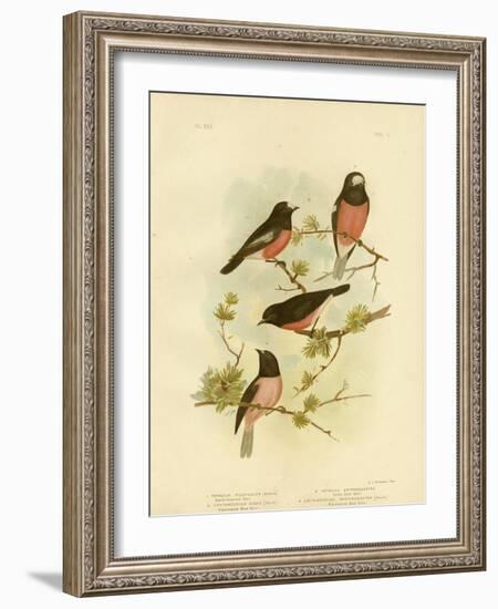 Scarlet-Breasted Robin or Pacific Robin, 1891-Gracius Broinowski-Framed Premium Giclee Print