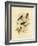 Scarlet-Breasted Robin or Pacific Robin, 1891-Gracius Broinowski-Framed Premium Giclee Print