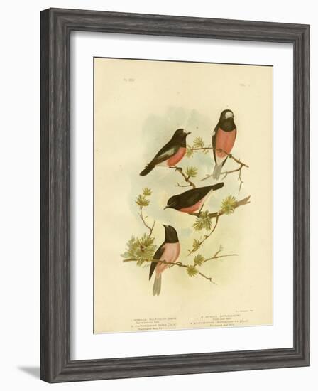 Scarlet-Breasted Robin or Pacific Robin, 1891-Gracius Broinowski-Framed Premium Giclee Print