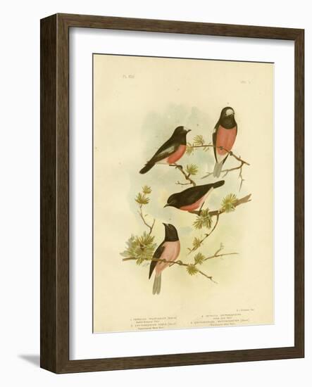 Scarlet-Breasted Robin or Pacific Robin, 1891-Gracius Broinowski-Framed Premium Giclee Print