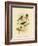 Scarlet-Breasted Robin or Pacific Robin, 1891-Gracius Broinowski-Framed Premium Giclee Print