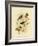 Scarlet-Breasted Robin or Pacific Robin, 1891-Gracius Broinowski-Framed Premium Giclee Print