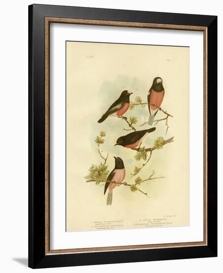 Scarlet-Breasted Robin or Pacific Robin, 1891-Gracius Broinowski-Framed Premium Giclee Print