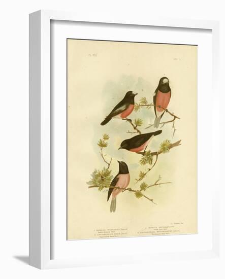 Scarlet-Breasted Robin or Pacific Robin, 1891-Gracius Broinowski-Framed Premium Giclee Print