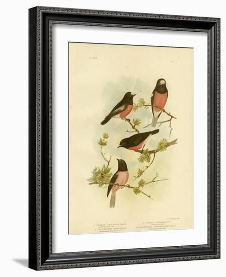 Scarlet-Breasted Robin or Pacific Robin, 1891-Gracius Broinowski-Framed Premium Giclee Print