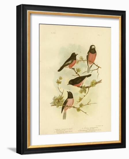 Scarlet-Breasted Robin or Pacific Robin, 1891-Gracius Broinowski-Framed Premium Giclee Print