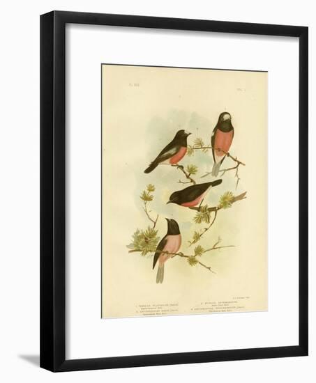 Scarlet-Breasted Robin or Pacific Robin, 1891-Gracius Broinowski-Framed Giclee Print