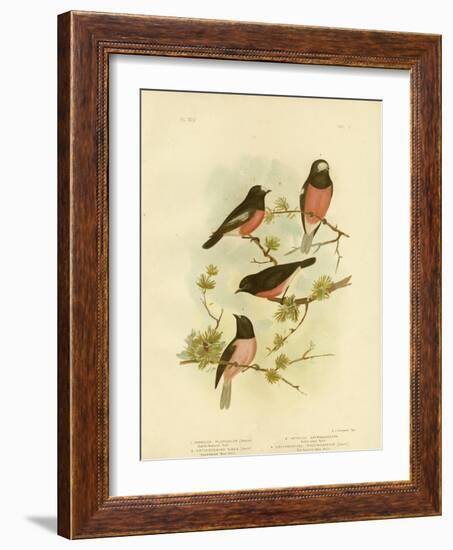 Scarlet-Breasted Robin or Pacific Robin, 1891-Gracius Broinowski-Framed Giclee Print