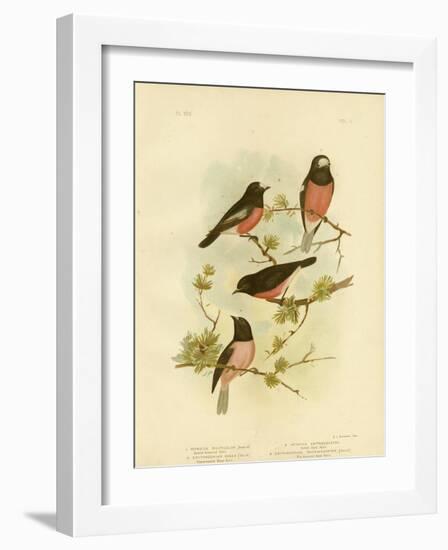 Scarlet-Breasted Robin or Pacific Robin, 1891-Gracius Broinowski-Framed Giclee Print