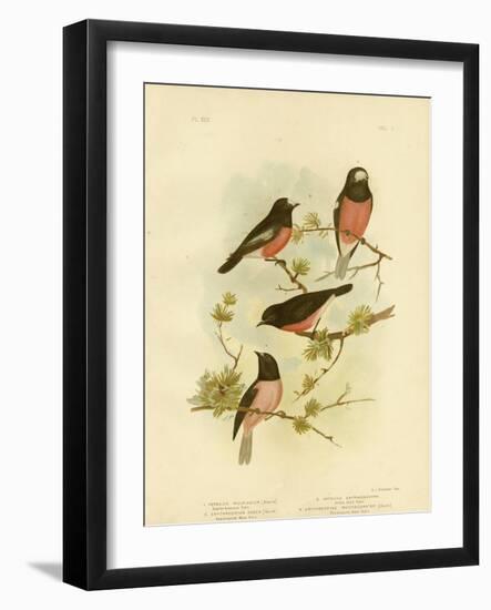 Scarlet-Breasted Robin or Pacific Robin, 1891-Gracius Broinowski-Framed Giclee Print