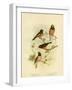 Scarlet-Breasted Robin or Pacific Robin, 1891-Gracius Broinowski-Framed Giclee Print