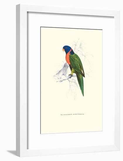 Scarlet-Collerd Parakeet - Trichoglossus Rubritorquis-Edward Lear-Framed Art Print