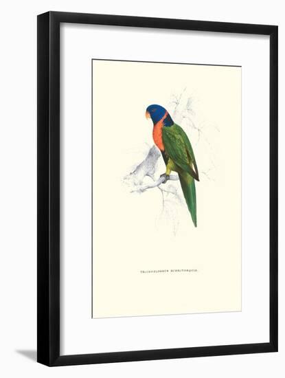 Scarlet-Collerd Parakeet - Trichoglossus Rubritorquis-Edward Lear-Framed Art Print