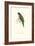 Scarlet-Collerd Parakeet - Trichoglossus Rubritorquis-Edward Lear-Framed Art Print