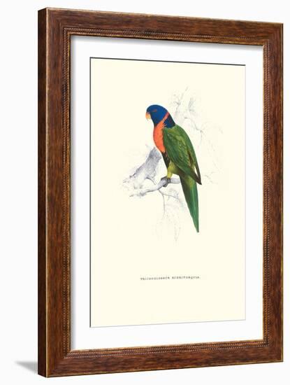 Scarlet-Collerd Parakeet - Trichoglossus Rubritorquis-Edward Lear-Framed Art Print