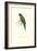 Scarlet-Collerd Parakeet - Trichoglossus Rubritorquis-Edward Lear-Framed Art Print