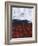 Scarlet Creation III-Herb Dickinson-Framed Photographic Print