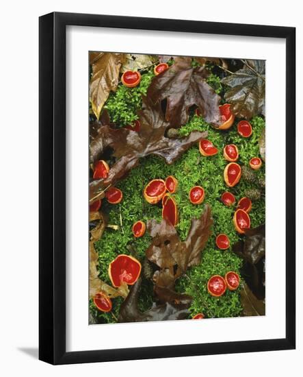Scarlet Cup Fungi on Bed of Moss on Forest Floor, Columbia River Gorge National Scenic Area, Oregon-Steve Terrill-Framed Photographic Print