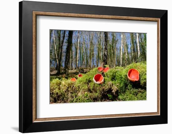 Scarlet elf cup fungi growing on rotten mossy log, UK-Nick Upton-Framed Photographic Print