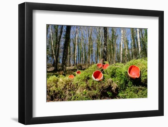 Scarlet elf cup fungi growing on rotten mossy log, UK-Nick Upton-Framed Photographic Print