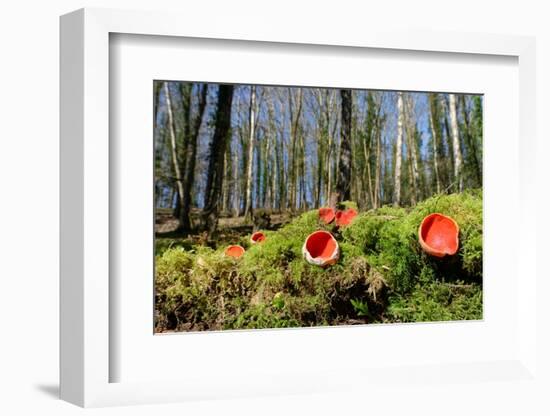 Scarlet elf cup fungi growing on rotten mossy log, UK-Nick Upton-Framed Photographic Print