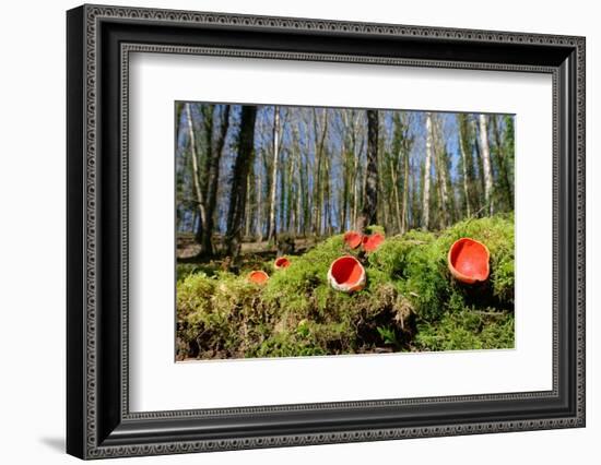 Scarlet elf cup fungi growing on rotten mossy log, UK-Nick Upton-Framed Photographic Print