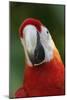 Scarlet Feather-Susann Parker-Mounted Photographic Print