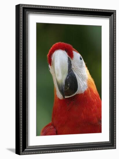 Scarlet Feather-Susann Parker-Framed Photographic Print