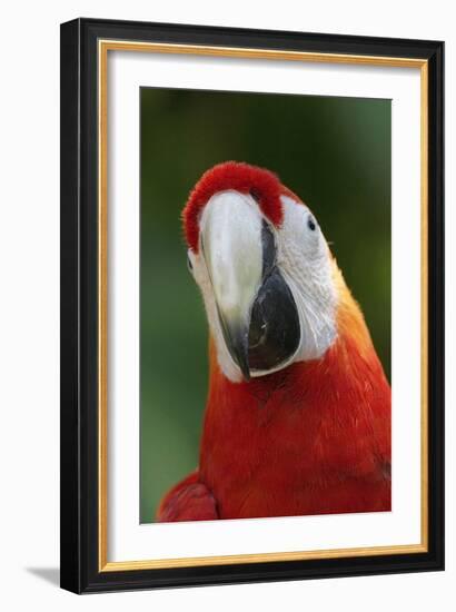 Scarlet Feather-Susann Parker-Framed Photographic Print
