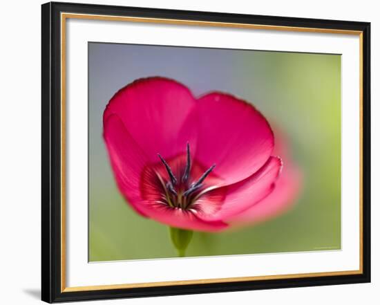 Scarlet Flax, (Linum Grandiflorum Rubrum), Bielefeld, Nordrhein Westfalen, Germany-Thorsten Milse-Framed Photographic Print