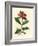 Scarlet Flowered Pomegranate Tree, Punica Granatum-James Sowerby-Framed Giclee Print
