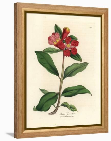 Scarlet Flowered Pomegranate Tree, Punica Granatum-James Sowerby-Framed Premier Image Canvas