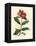 Scarlet Flowered Pomegranate Tree, Punica Granatum-James Sowerby-Framed Premier Image Canvas