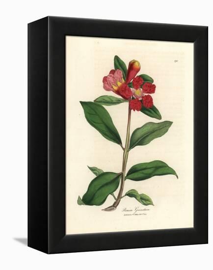 Scarlet Flowered Pomegranate Tree, Punica Granatum-James Sowerby-Framed Premier Image Canvas