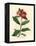 Scarlet Flowered Pomegranate Tree, Punica Granatum-James Sowerby-Framed Premier Image Canvas