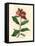 Scarlet Flowered Pomegranate Tree, Punica Granatum-James Sowerby-Framed Premier Image Canvas