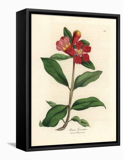 Scarlet Flowered Pomegranate Tree, Punica Granatum-James Sowerby-Framed Premier Image Canvas