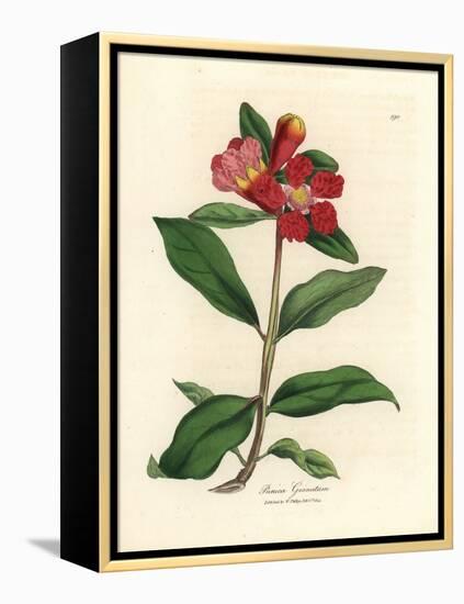 Scarlet Flowered Pomegranate Tree, Punica Granatum-James Sowerby-Framed Premier Image Canvas