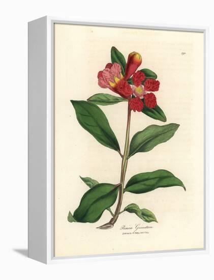 Scarlet Flowered Pomegranate Tree, Punica Granatum-James Sowerby-Framed Premier Image Canvas