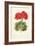 Scarlet Geranium-Frederick Edward Hulme-Framed Giclee Print