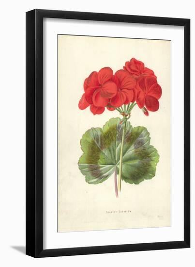 Scarlet Geranium-Frederick Edward Hulme-Framed Giclee Print