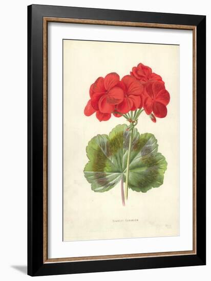 Scarlet Geranium-Frederick Edward Hulme-Framed Giclee Print