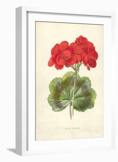 Scarlet Geranium-Frederick Edward Hulme-Framed Giclee Print