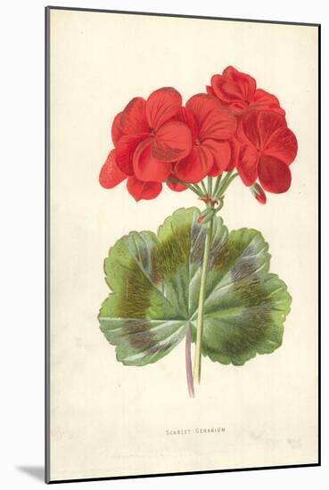 Scarlet Geranium-Frederick Edward Hulme-Mounted Giclee Print