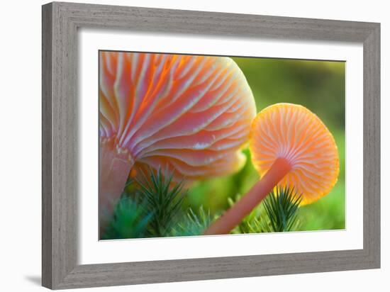 Scarlet Hood, Waxy Cap-null-Framed Photographic Print