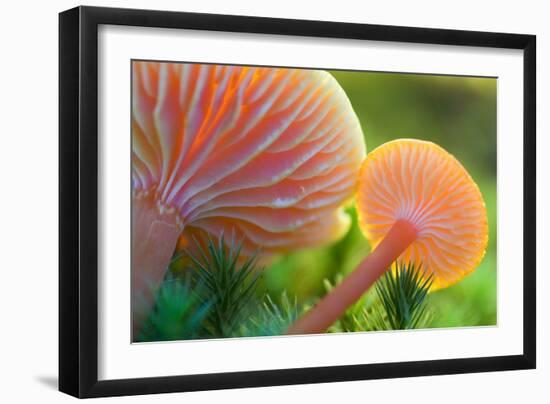 Scarlet Hood, Waxy Cap-null-Framed Photographic Print